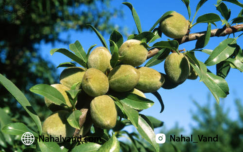 نهال های با کیفیت 